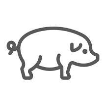 pig